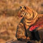 Tigerbaby mit Mamas Beute