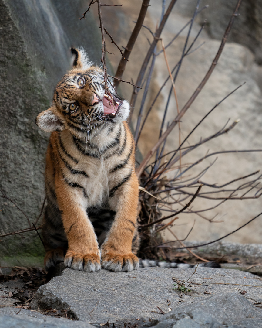 Tigerbaby Teil 2 