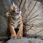 Tigerbaby Teil 2 