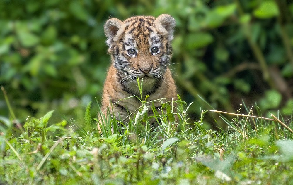 Tigerbaby  Zoo Duisburg  (1)