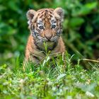 Tigerbaby  Zoo Duisburg  (1)