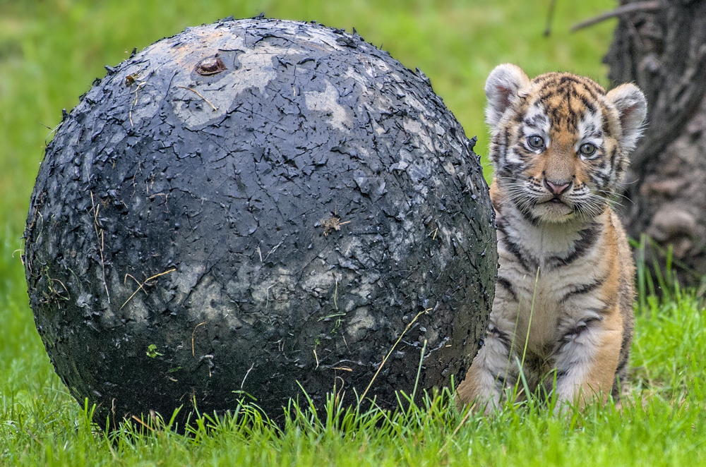 Tigerbaby  Zoo Duisburg  (2)