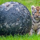 Tigerbaby  Zoo Duisburg  (2)