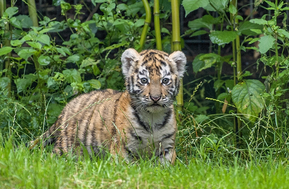 Tigerbaby  Zoo Duisburg  (3)