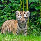 Tigerbaby  Zoo Duisburg  (3)