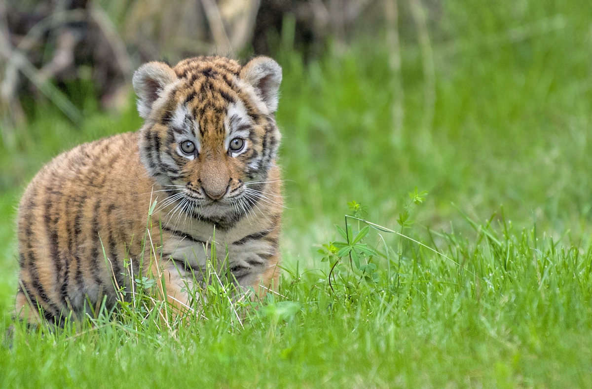 Tigerbaby  Zoo Duisburg  (4)