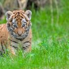 Tigerbaby  Zoo Duisburg  (4)