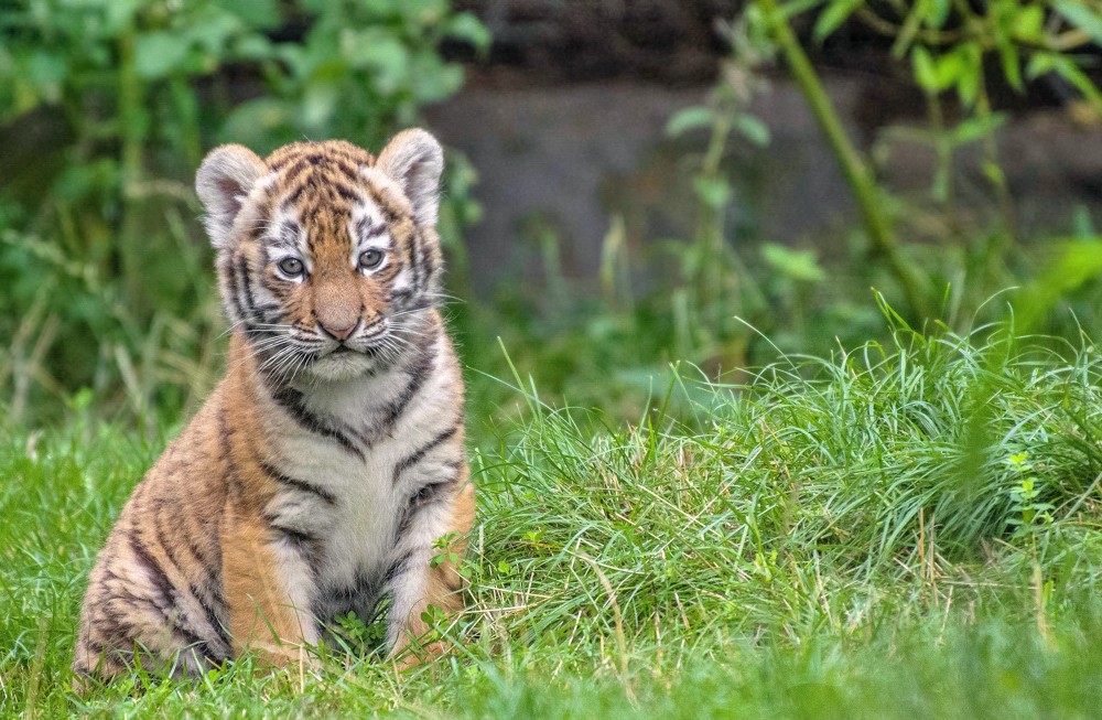 Tigerbaby  Zoo Duisburg  (5)