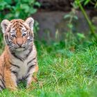 Tigerbaby  Zoo Duisburg  (5)