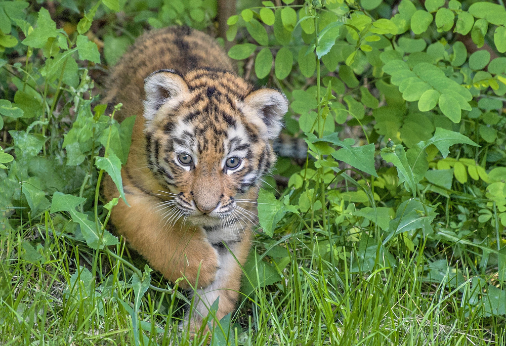 Tigerbaby  Zoo Duisburg  (6)