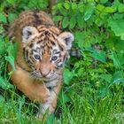 Tigerbaby  Zoo Duisburg  (6)