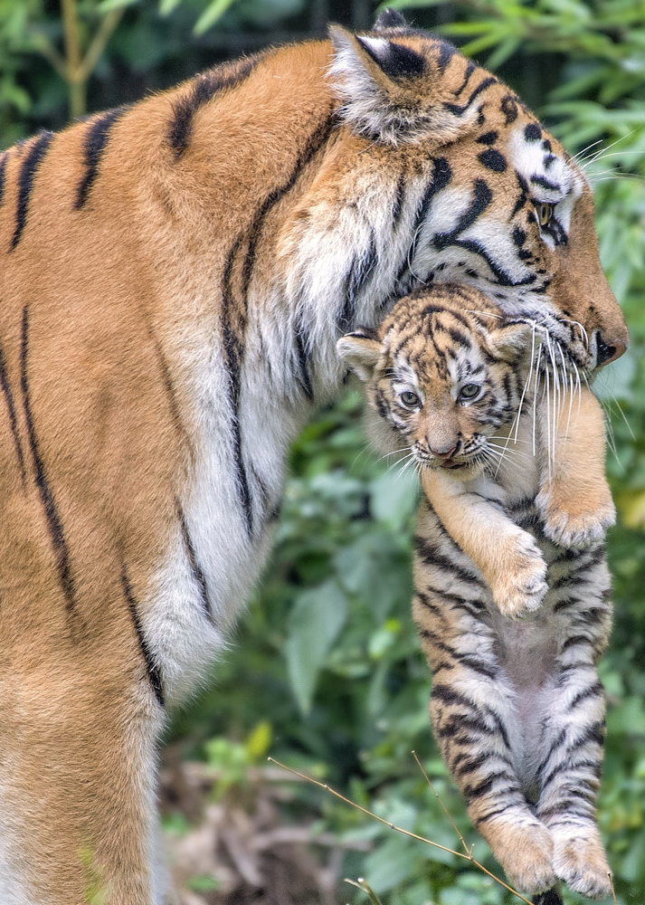 Tigerbaby  Zoo Duisburg  (7)