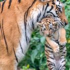 Tigerbaby  Zoo Duisburg  (7)