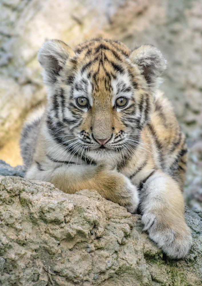 Tigerbaby  Zoo Duisburg  (8)