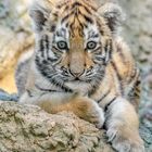 Tigerbaby  Zoo Duisburg  (8)