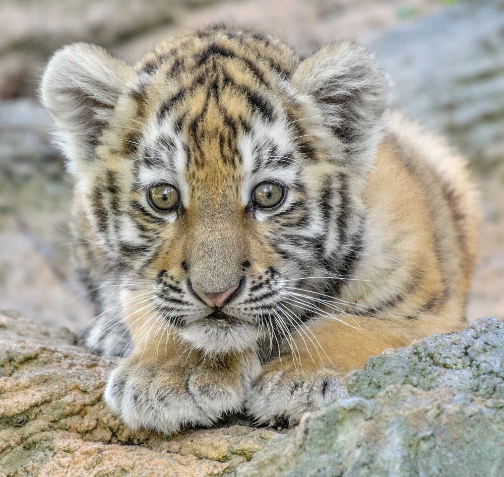 Tigerbaby  Zoo Duisburg  (9)