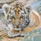 Tigerbaby  Zoo Duisburg  (9)