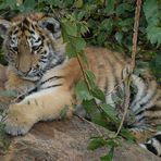 Tigerbaby Zoo Leipzig