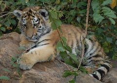 Tigerbaby Zoo Leipzig