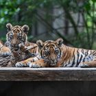 Tigerbabys 001