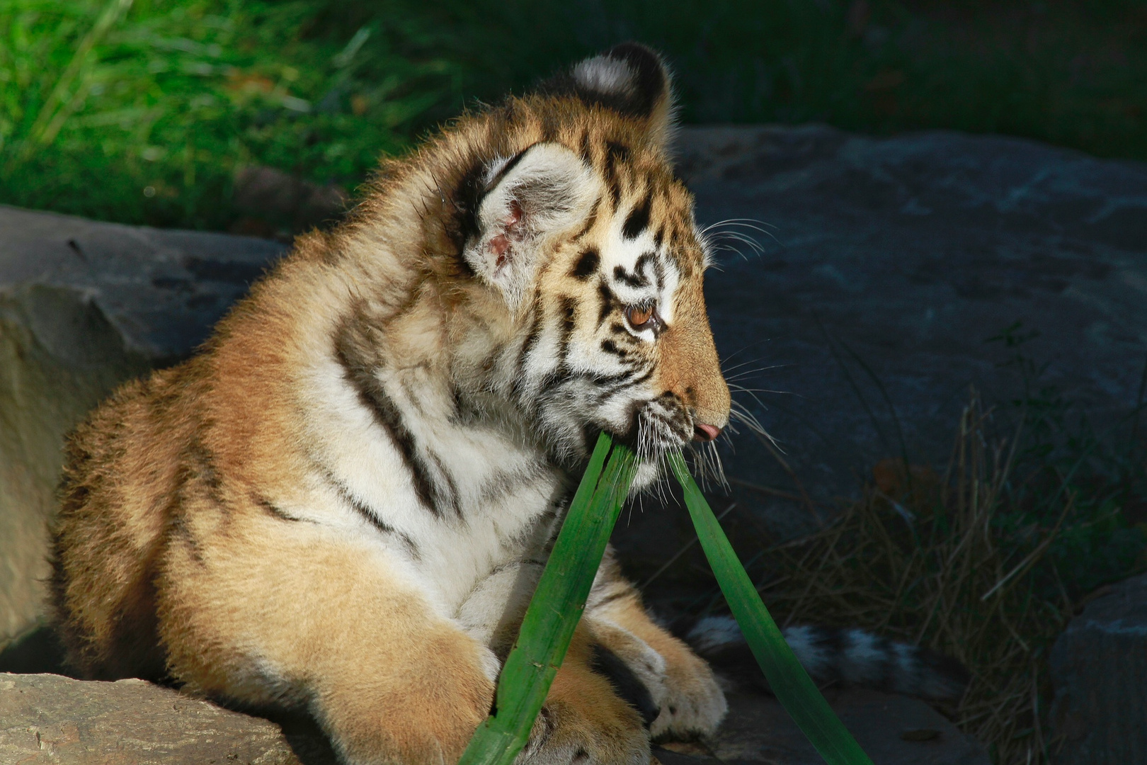 Tigerbabys 