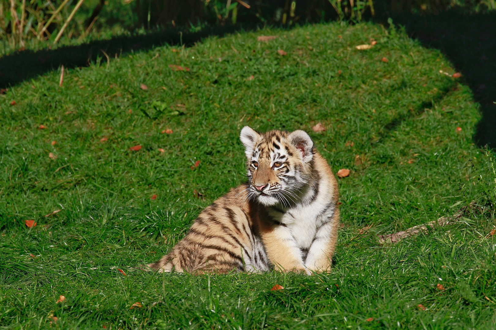 Tigerbabys 