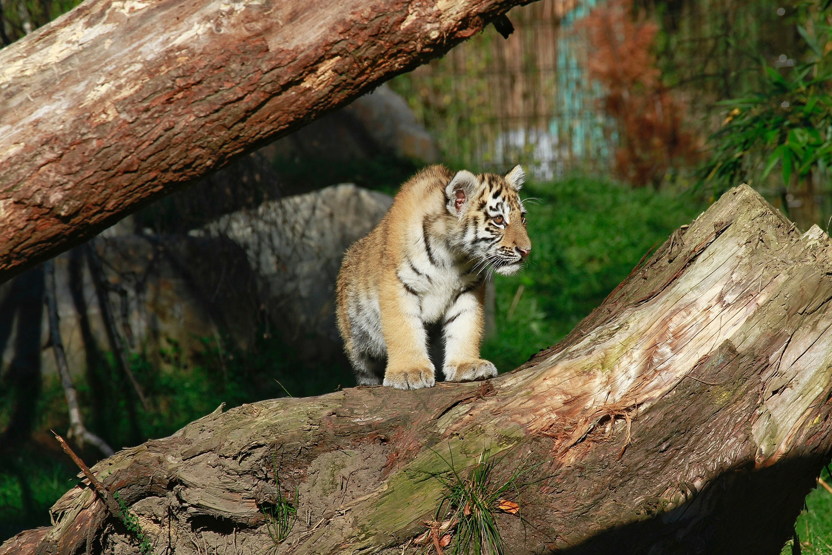 Tigerbabys 