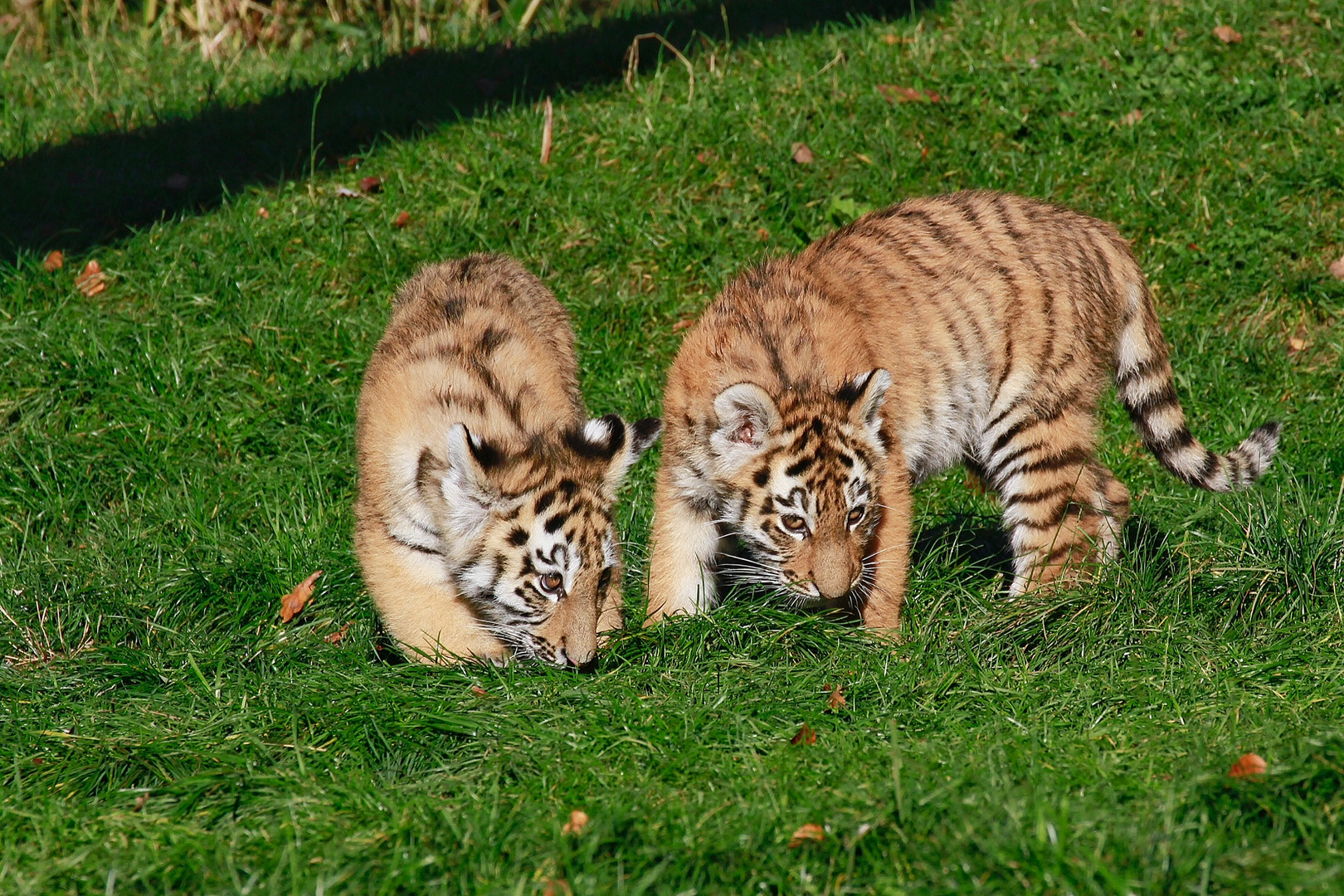 Tigerbabys 