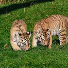 Tigerbabys 