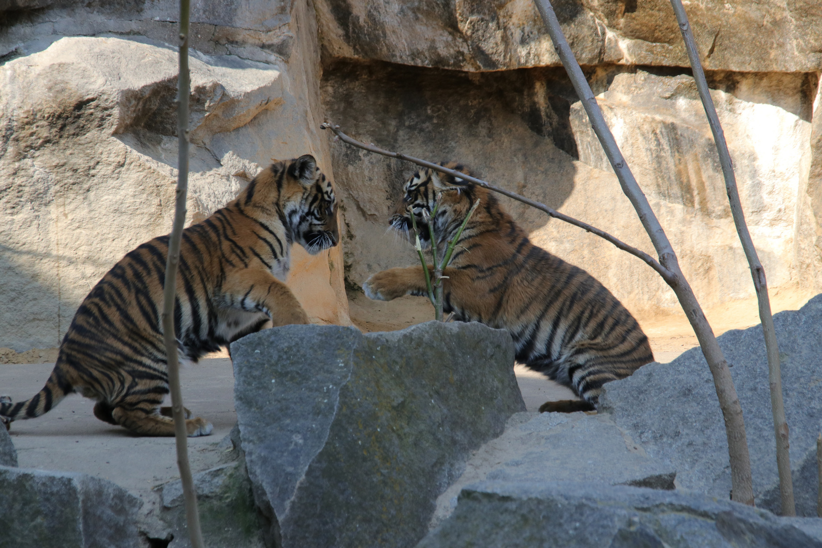 Tigerbabys beim spielen