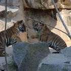 Tigerbabys beim spielen