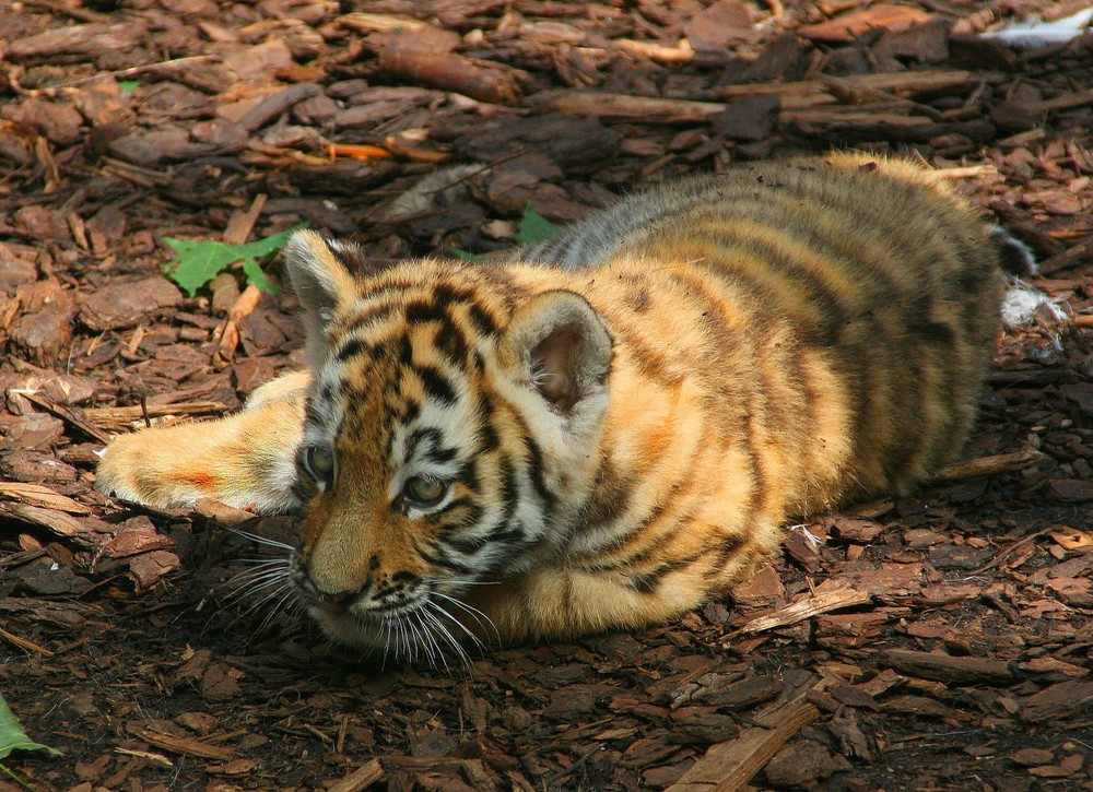 Tigerbabys II