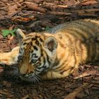 Tigerbabys II