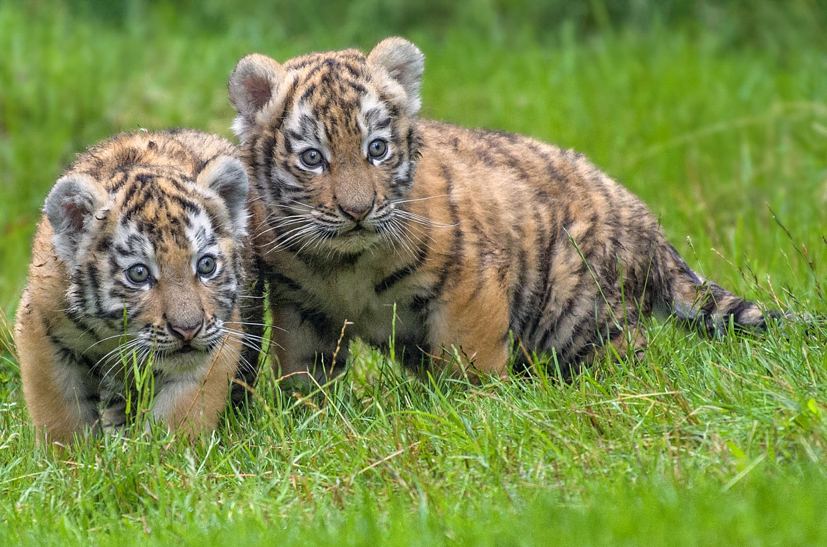 zoo tiger baby