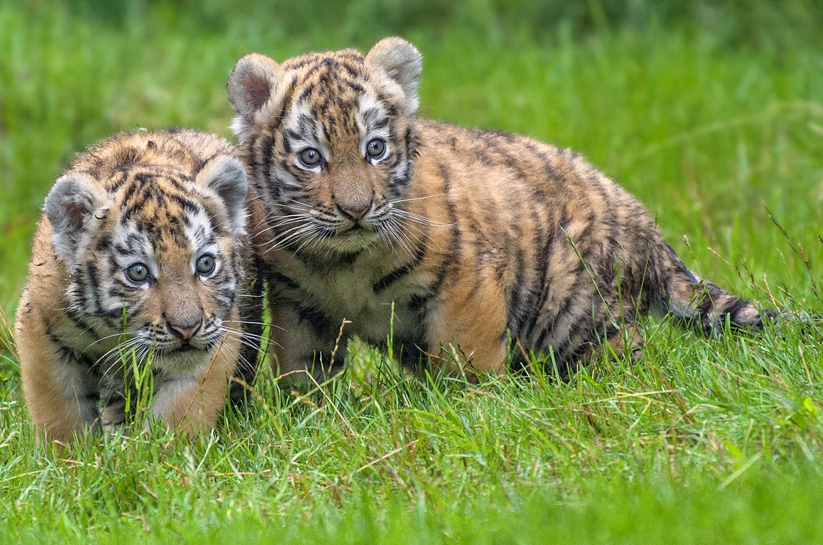 Tigerbabys  Zoo Duisburg  (1)