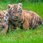 Tigerbabys  Zoo Duisburg  (1)