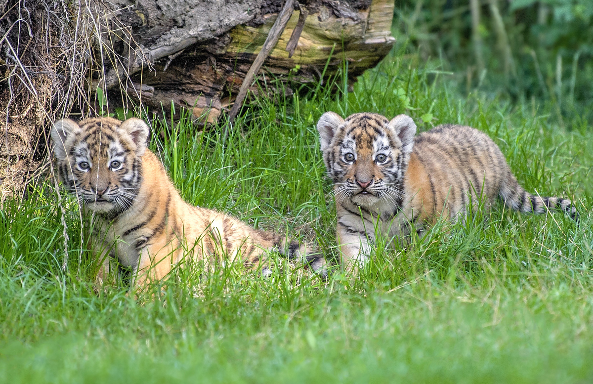 Tigerbabys  Zoo Duisburg  (2)