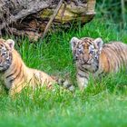 Tigerbabys  Zoo Duisburg  (2)