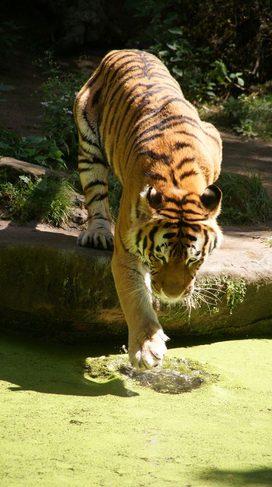 Tigerbad