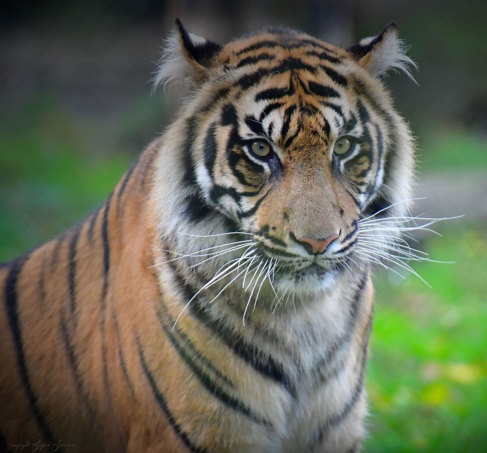 Tigerbeauty