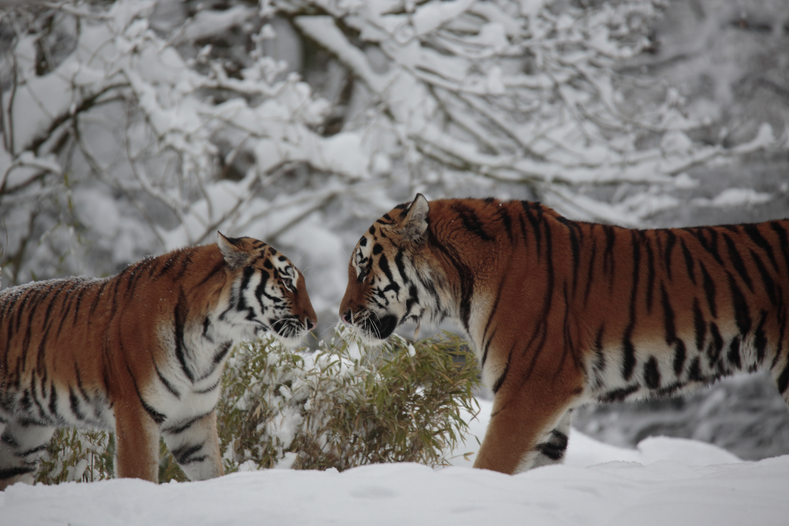Tigerbegegnung im Schnee
