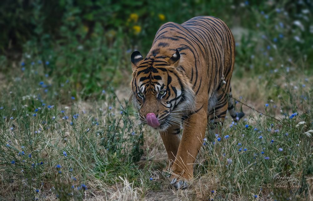 Tigerblümchen