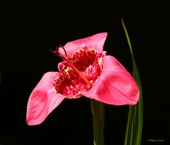 Tigerblume ( Tigridia pavonia )