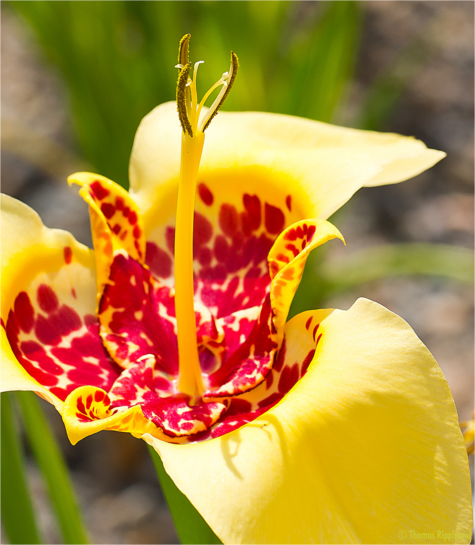 Tigerblume (Tigridia pavonia)..