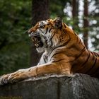 Tigerchen