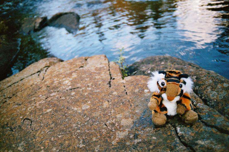 Tigerchen am Wasser