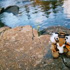 Tigerchen am Wasser