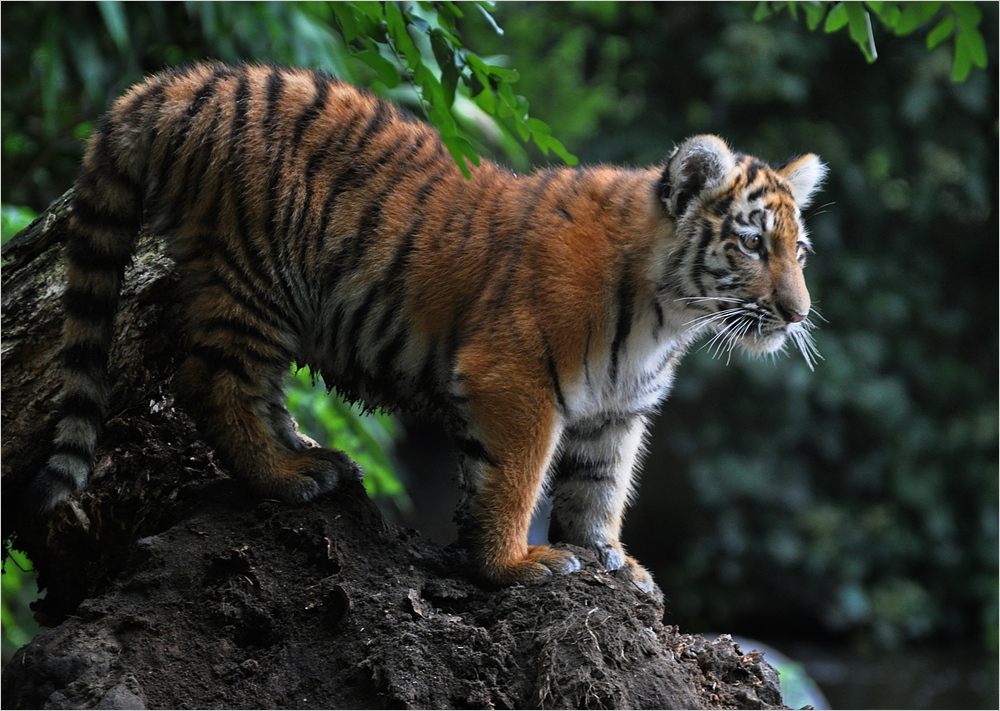 Tigerchen auf dem Sprung