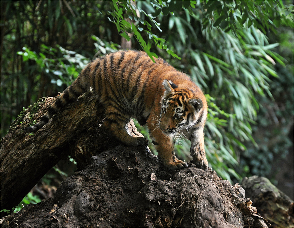 Tigerchen auf Entdeckungstour