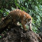 Tigerchen auf Entdeckungstour